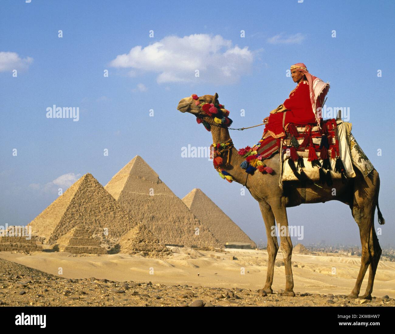 Camel and Pyramids, Egypt, Giza, Cairo Stock Photo