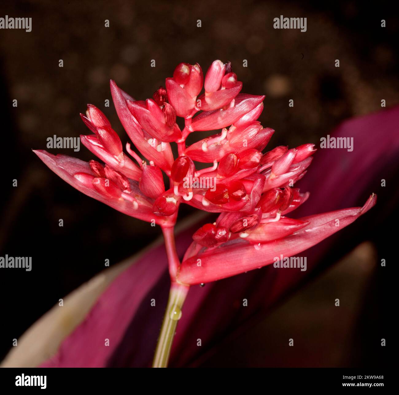 Uuusual vivid red flowers and bracts of Stromanthe cultivar, 'Prayer Plant', an indoor / tropical on a dark background, in Australia Stock Photo