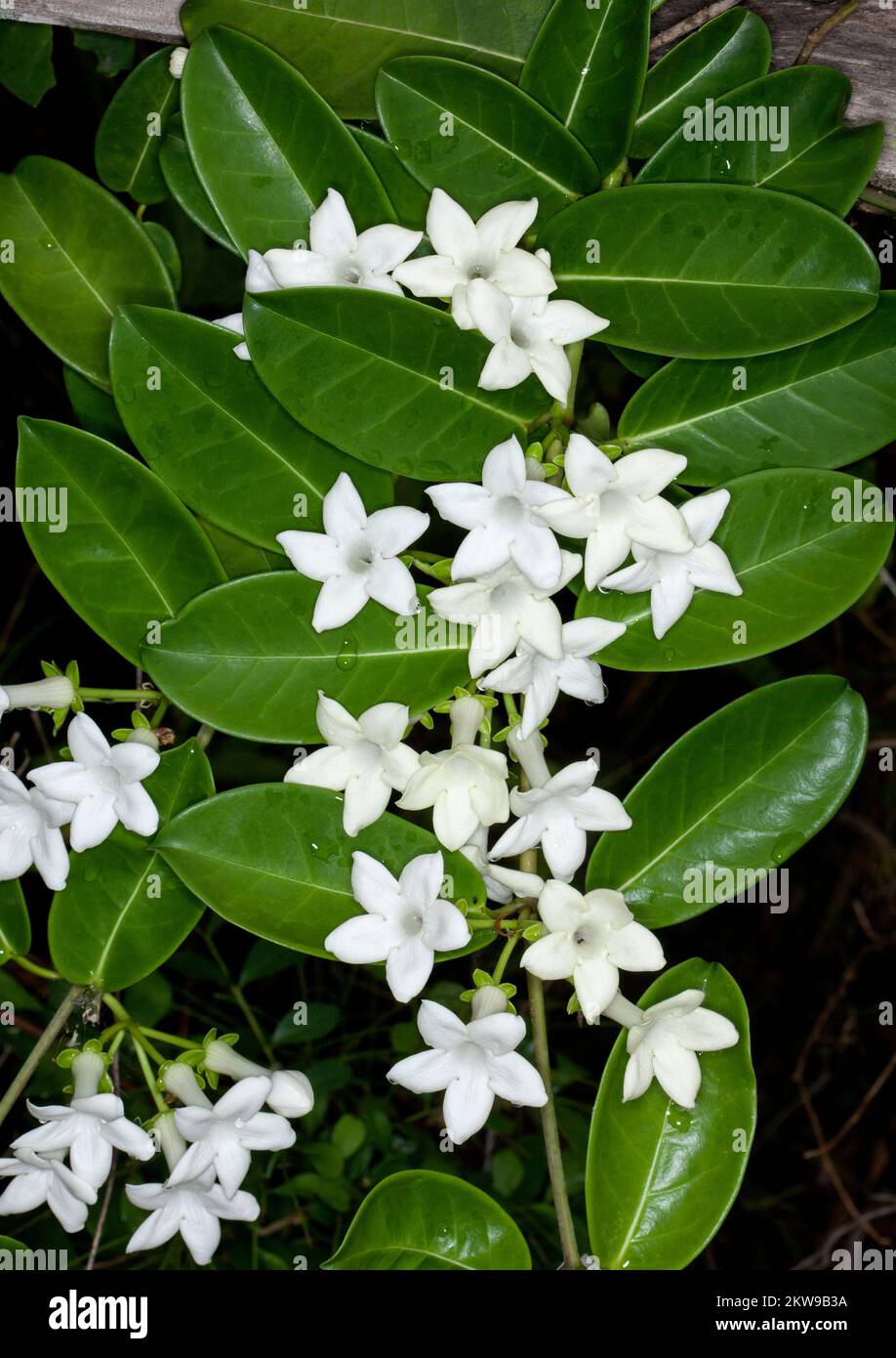 Cluster of white perfumed flowers of Stephanotis floribunda, Madagascar Jasmine, on background of green waxy leaves, in an Australian garden Stock Photo