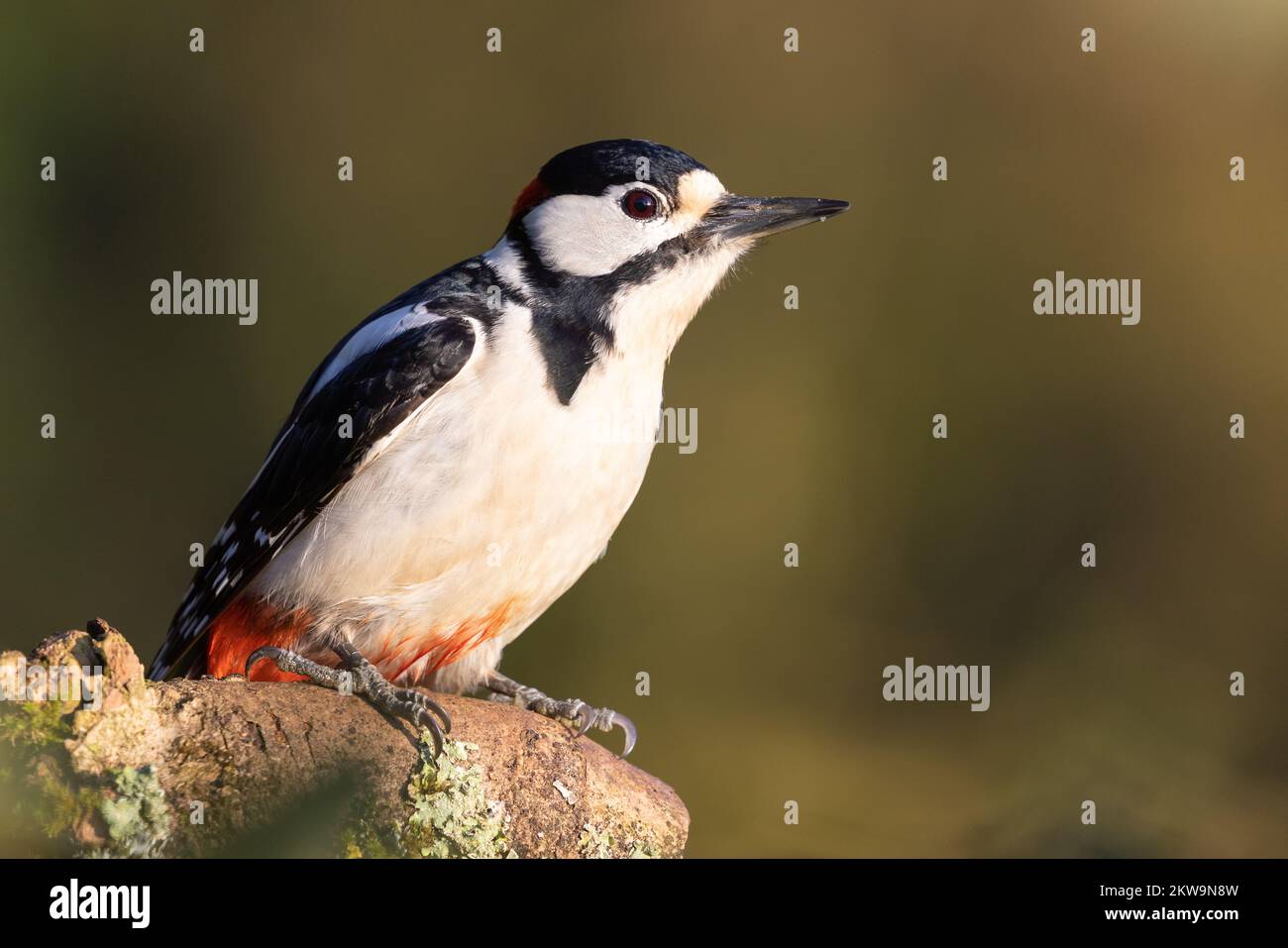 Male Greater spotted woodpecker [ Dendrocopos major ] on stumpwith out of focus foreground and background Stock Photo