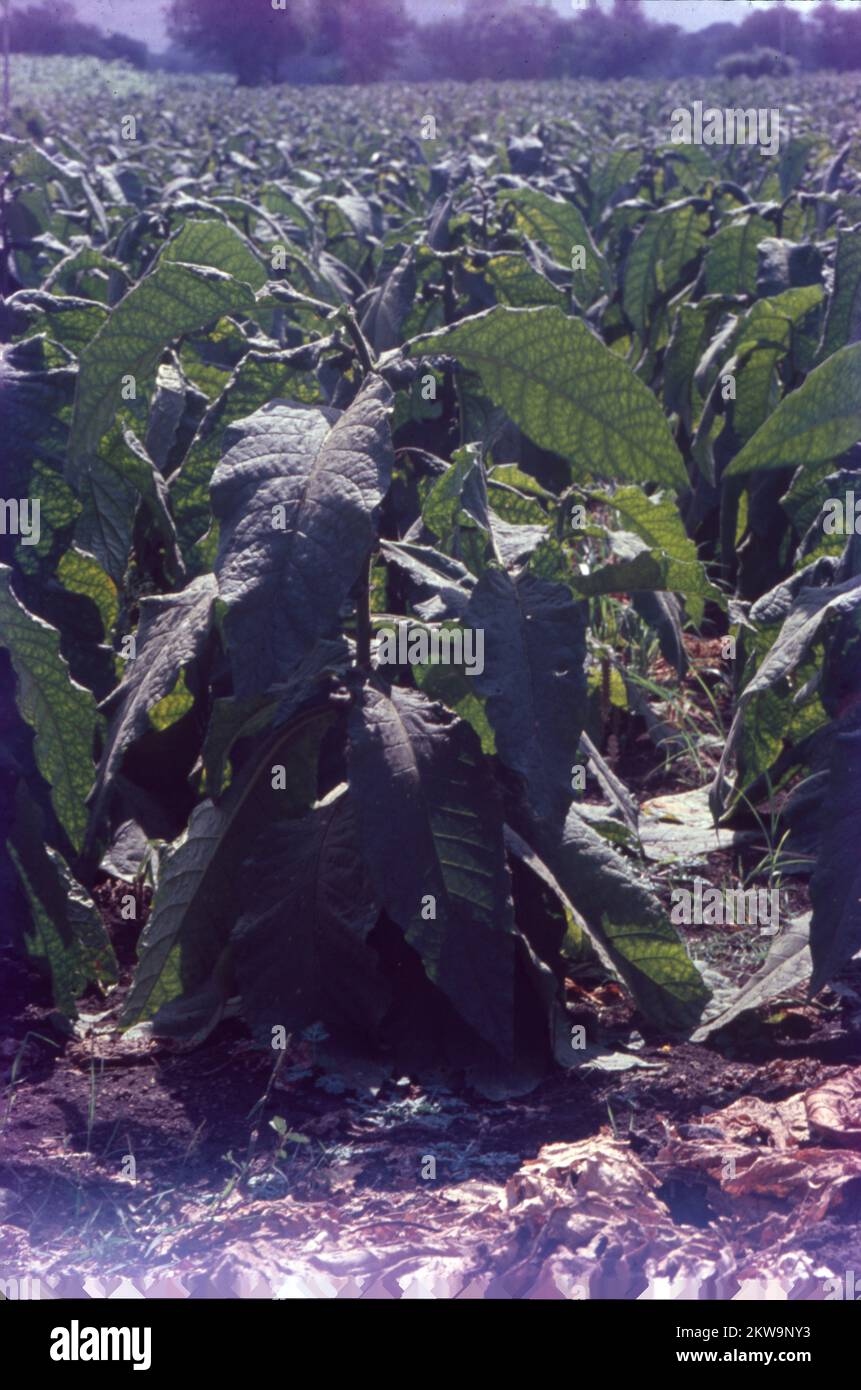 tobacco, common name of the plant Nicotiana tabacum and, to a limited