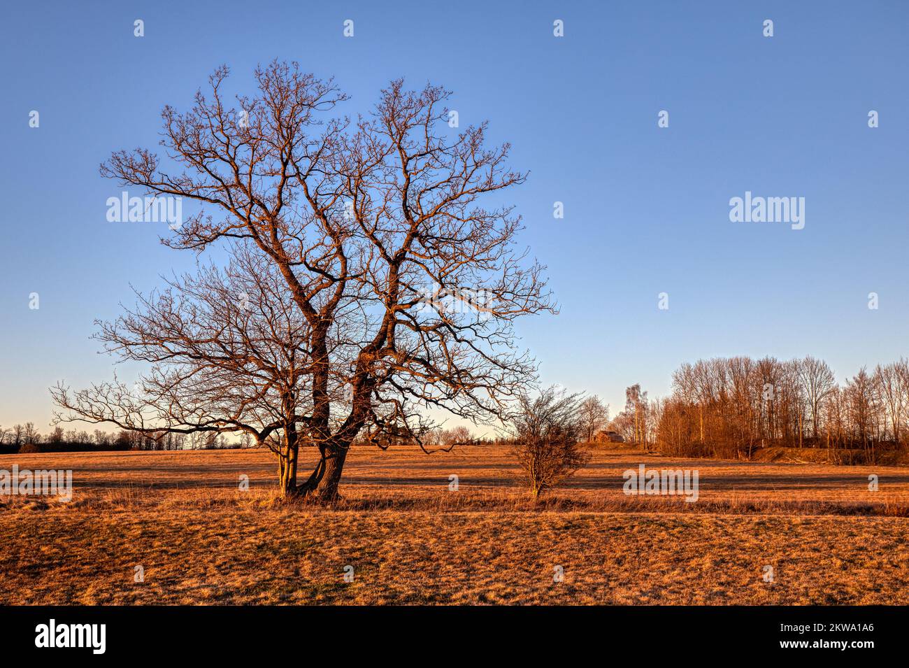 einzeln stehender Baum im Sonnenuntergang Stock Photo
