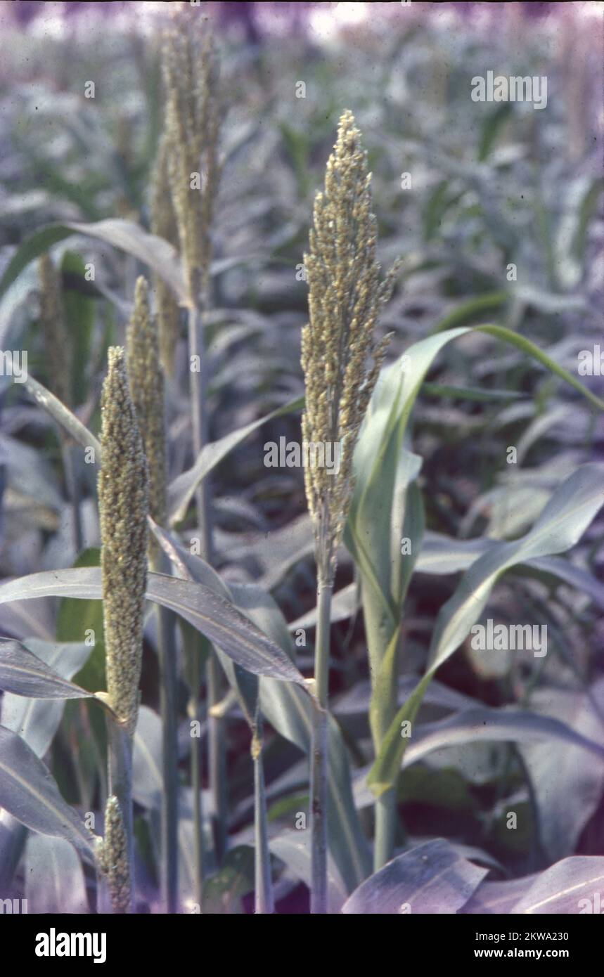 Closeup of jawari crop hi-res stock photography and images - Alamy