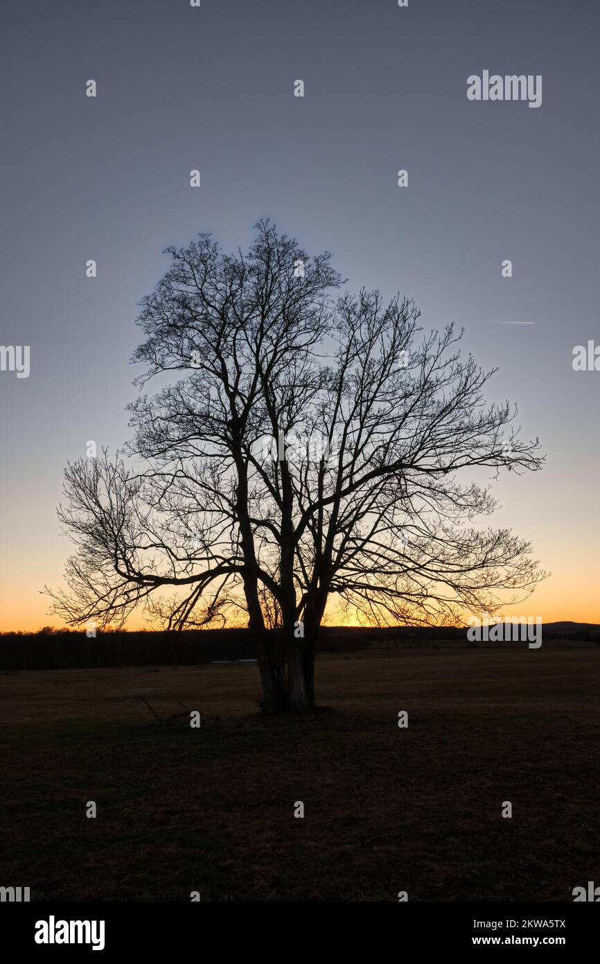 einzeln stehender Baum im Sonnenuntergang Stock Photo