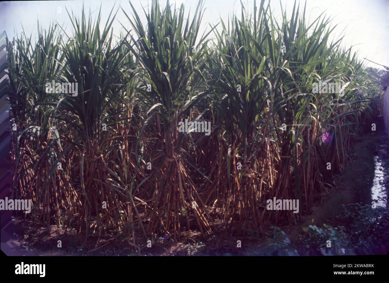 Harvested sugarcane piles hires stock photography and images Alamy