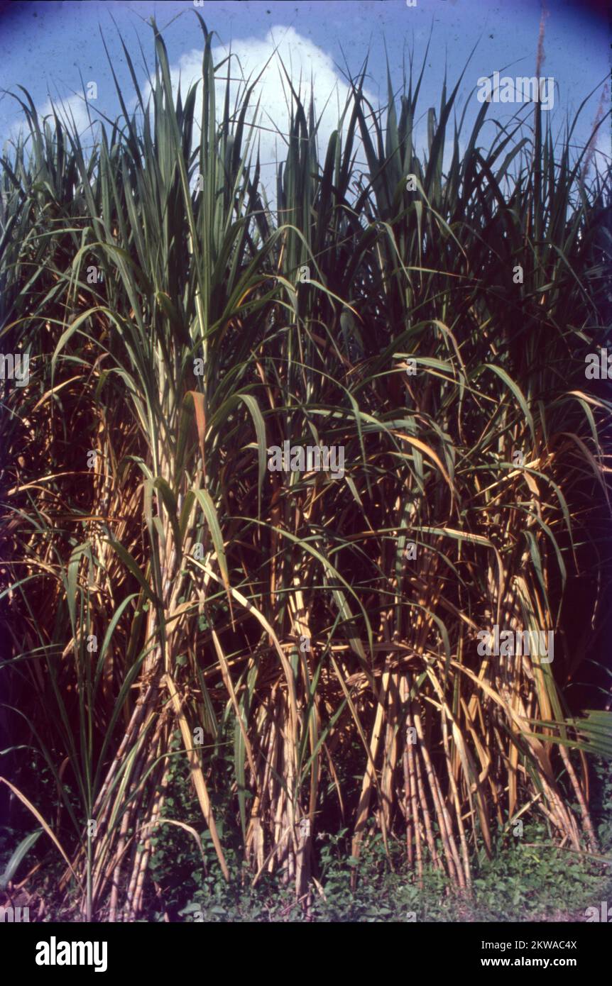 Sugarcane or sugar cane is a species of tall, perennial grass that is used for sugar production. The plants are 2–6 m tall with stout, jointed, fibrous stalks that are rich in sucrose, which accumulates in the stalk internodes. sugarcane, (Saccharum officinarum), perennial grass of the family Poaceae, primarily cultivated for its juice from which sugar is processed. Sugarcane is a water-intensive crop that remains in the soil all year long. As one of the world's thirstiest crops, is widely grown crop in India. It provides employment to over a million people directly or Indirectly. Stock Photo