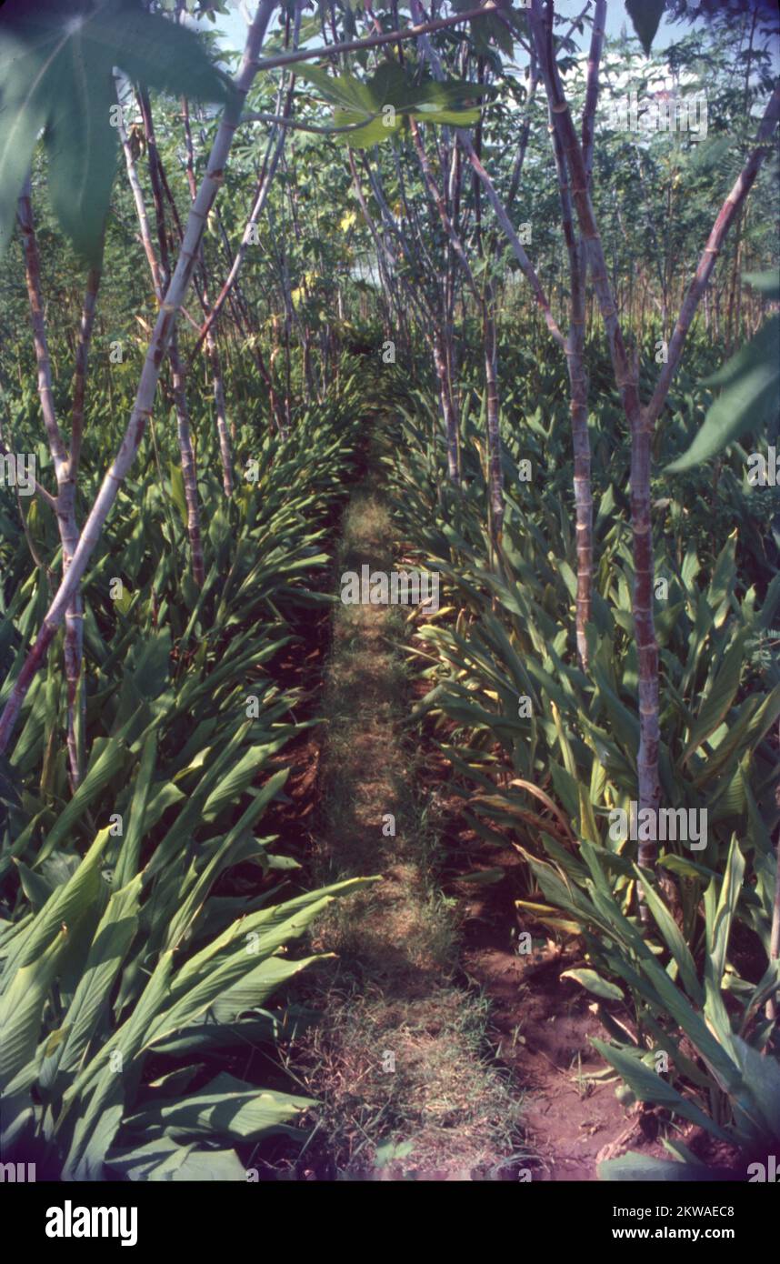 Turmeric is a flowering plant, Curcuma longa, of the ginger family