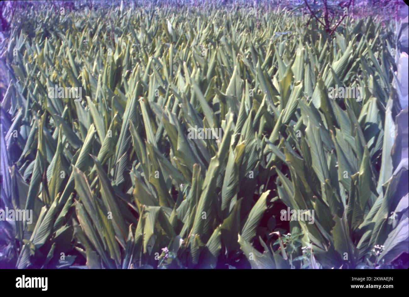 Turmeric is a flowering plant, Curcuma longa, of the ginger family