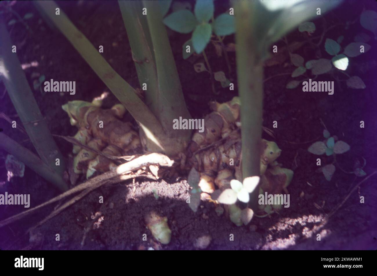 Turmeric is a flowering plant, Curcuma longa, of the ginger family