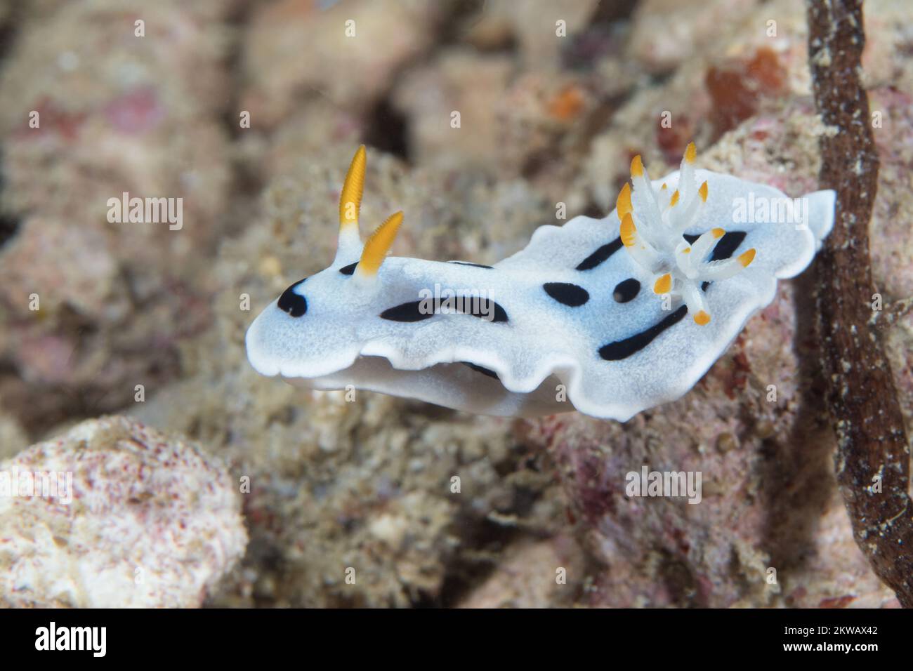Colorful nudibranch sea slug crawling above coral reef in the Indo ...