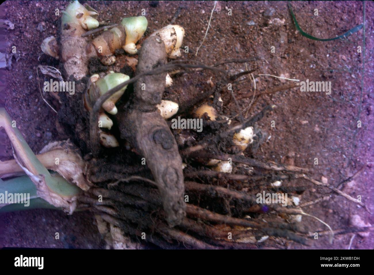 Turmeric is a flowering plant, Curcuma longa, of the ginger family