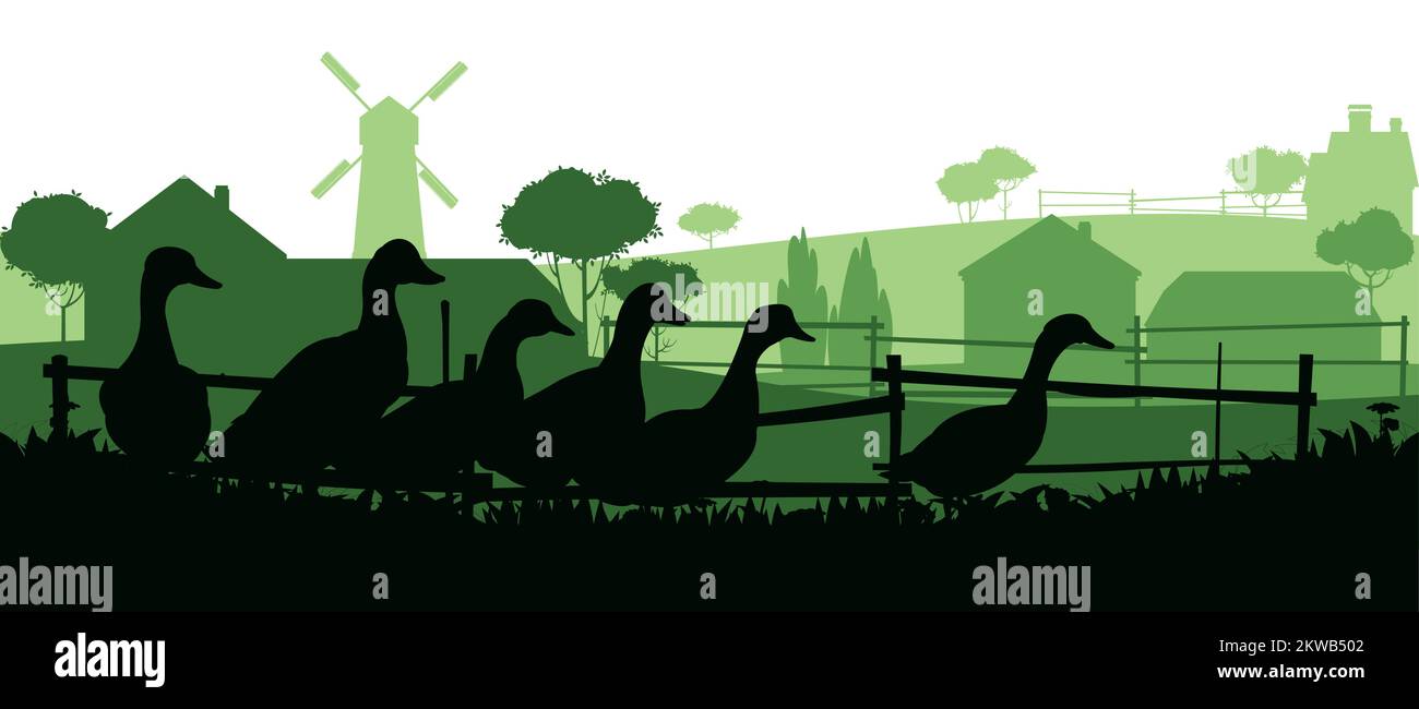 Ducks graze in pasture. Picture silhouette. Farm pets. Domestic poultry. Rural landscape with farmer house. Isolated on white background. Vector Stock Vector