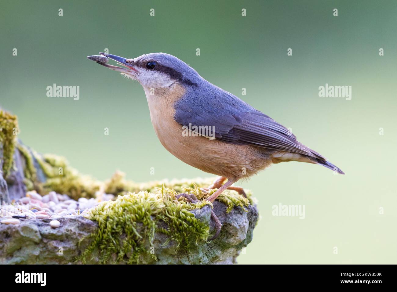 Nuthatch [ Sitta europaea ] on mossy Green man style garden planter with a seed in its beak Stock Photo