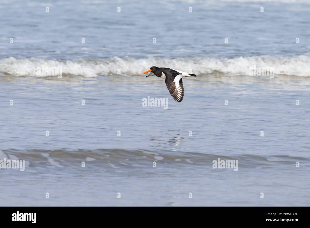 Oystercatcher [ Haematopus ostralegus ] flying low over shallow