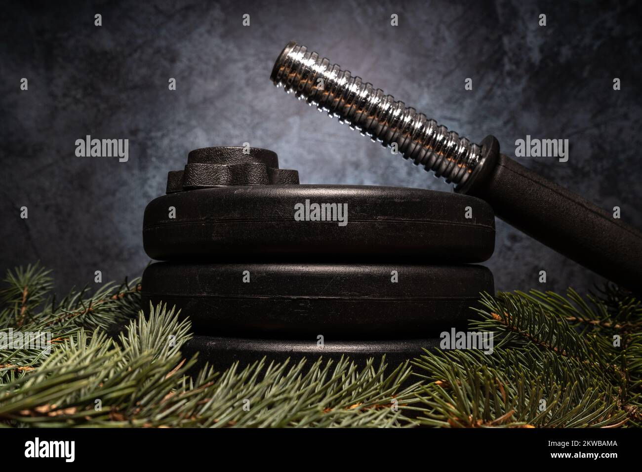 Dumbbell barbell weight plates and Christmas tree branches. Fitness holiday season winter composition. Gym workout and sport training concept. Stock Photo