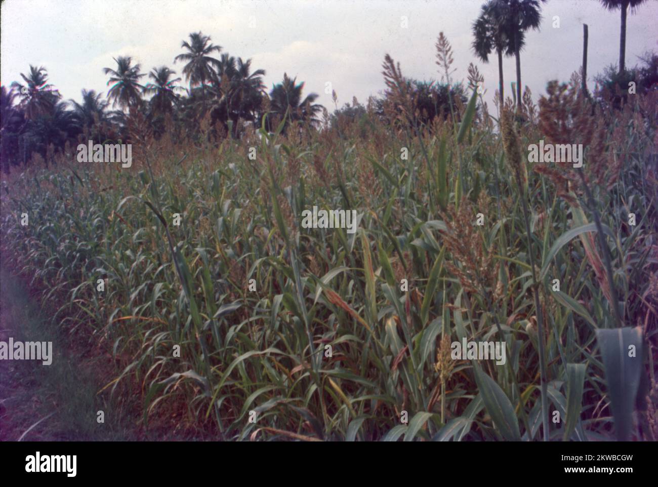 Jowar is commonly called by various names across India- jwaarie, jowar ...