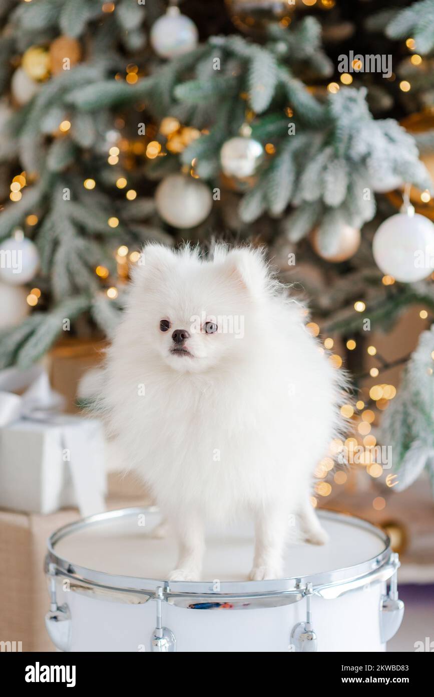 Cute Pomeranian dog on the background of a Christmas tree. Happy New