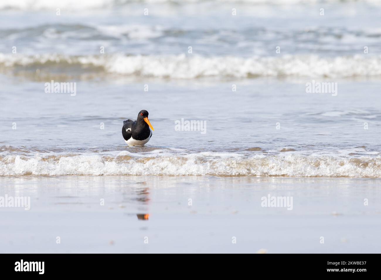 Oystercatcher [ Haematopus ostralegus ] wading in shallow breaking wave