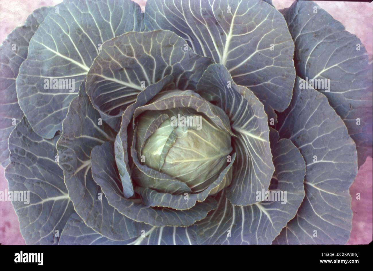 Cabbage, comprising several cultivars of Brassica oleracea, is a leafy