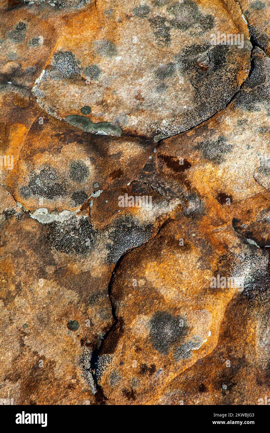 Red sandstone and crustose lichens on Moosic Mountain, Lackawanna County, Pennsylvania Stock Photo