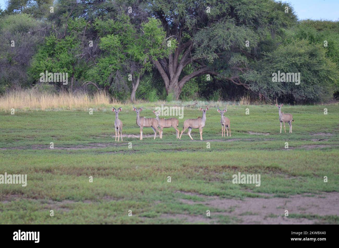 Wild herd of Kudu in Namibia savannah Africa Stock Photo