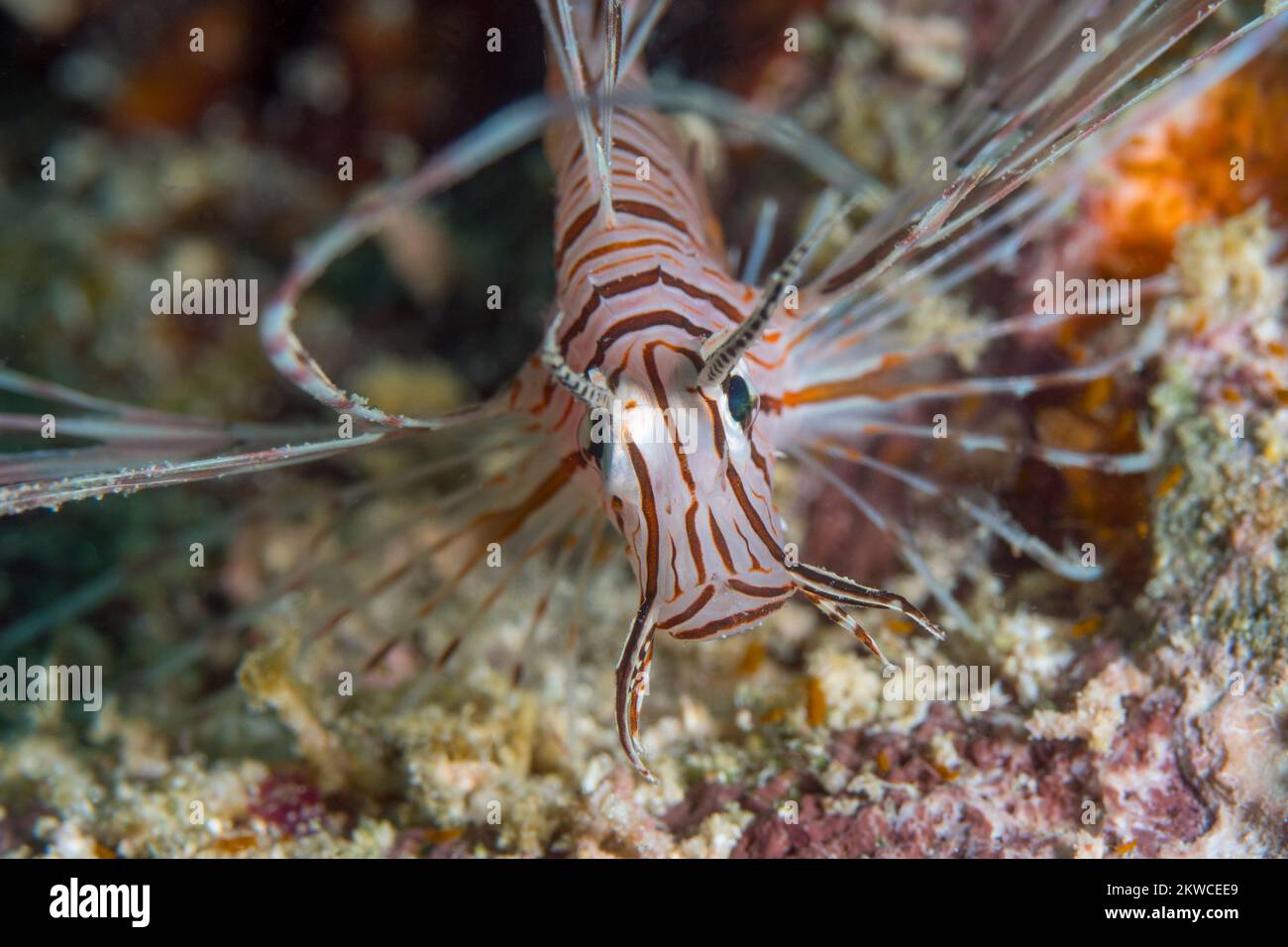 Lionfish portrait on coral reef in the wild Stock Photo
