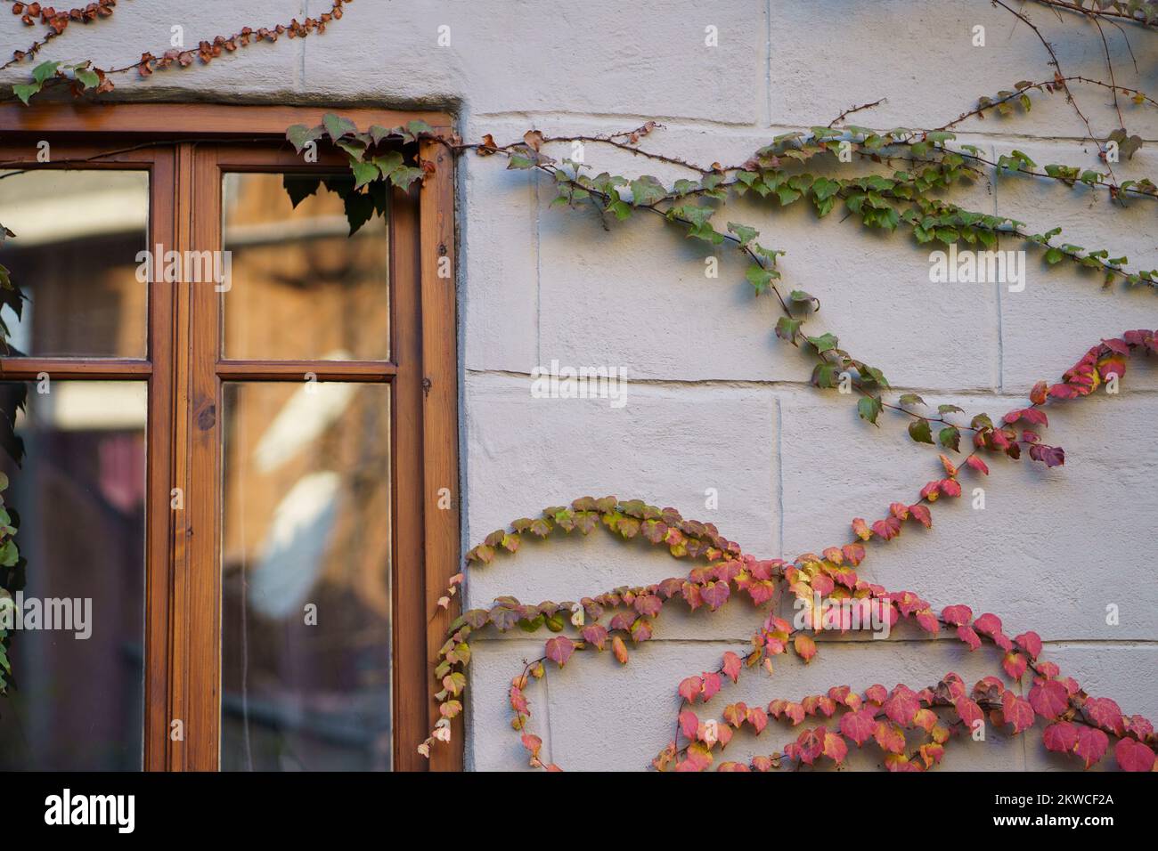 Stone wall of house with sprigs of decorative ivy and autumn curly liana near wooden window Stock Photo