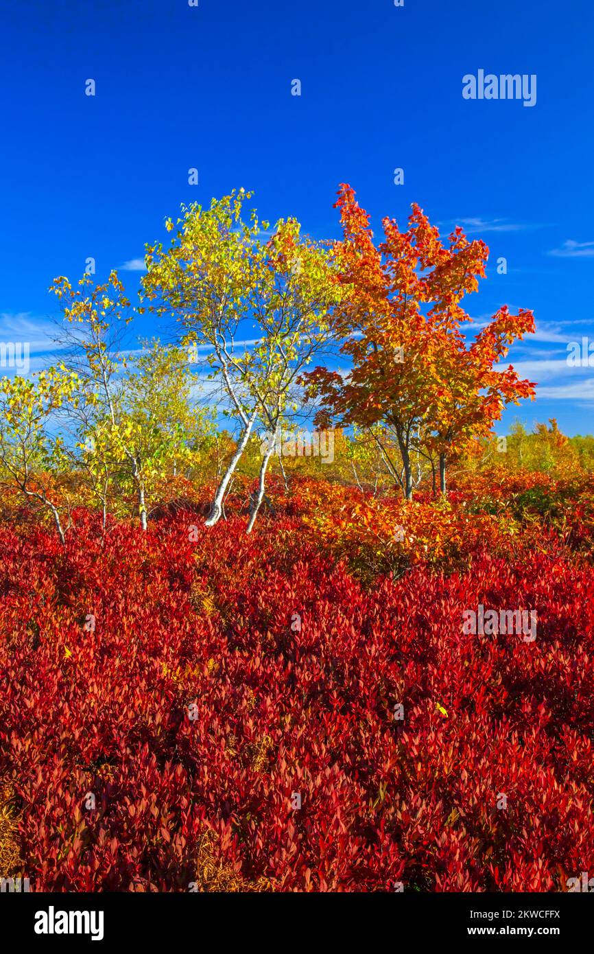 Gray Birch and Red Maple growing among Black Hucklebeey in autumn on Moosic Mountain, Lackawanna County Stock Photo