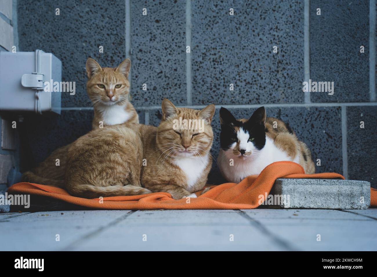3 cats in Yeongjong Island, Incheon, Korea Stock Photo Alamy