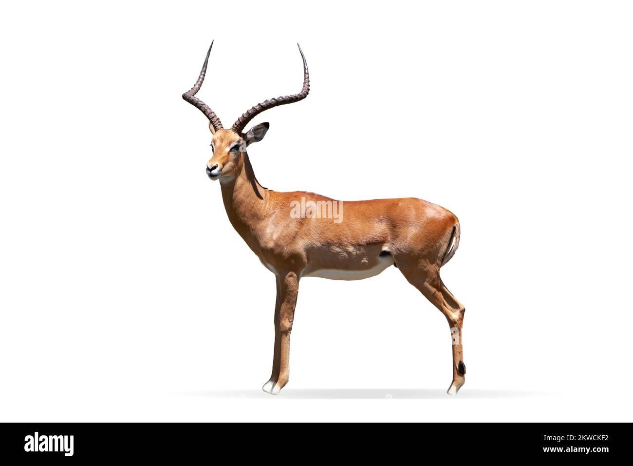 Side view image of beautiful antelope isolated over white background