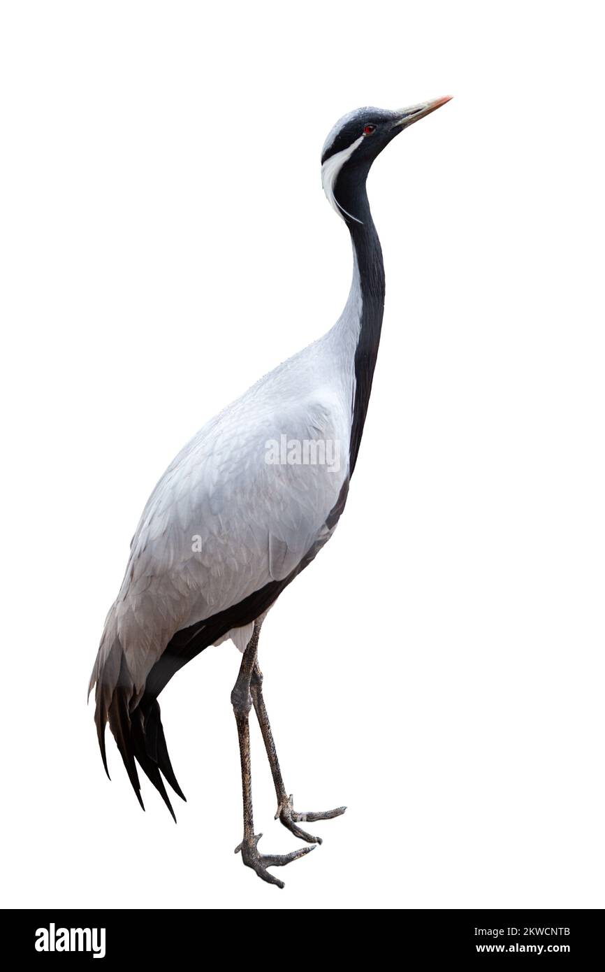 Side view fulllength image of grey crane, bird isolated over white