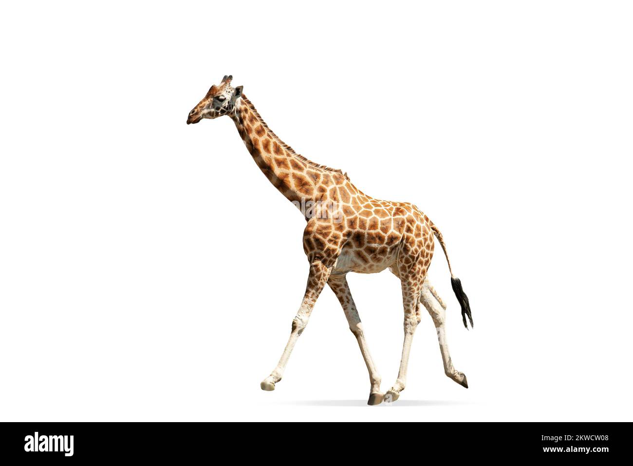 Beautiful giraffe isolated over white background. Side view image. Concept of wildlife protection Stock Photo