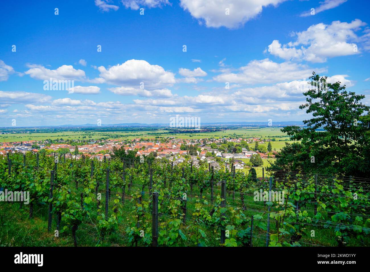 Panoramic view of Wachenhein on the Wine Route. Landscape in summer in Rhineland-Palatinate. Stock Photo