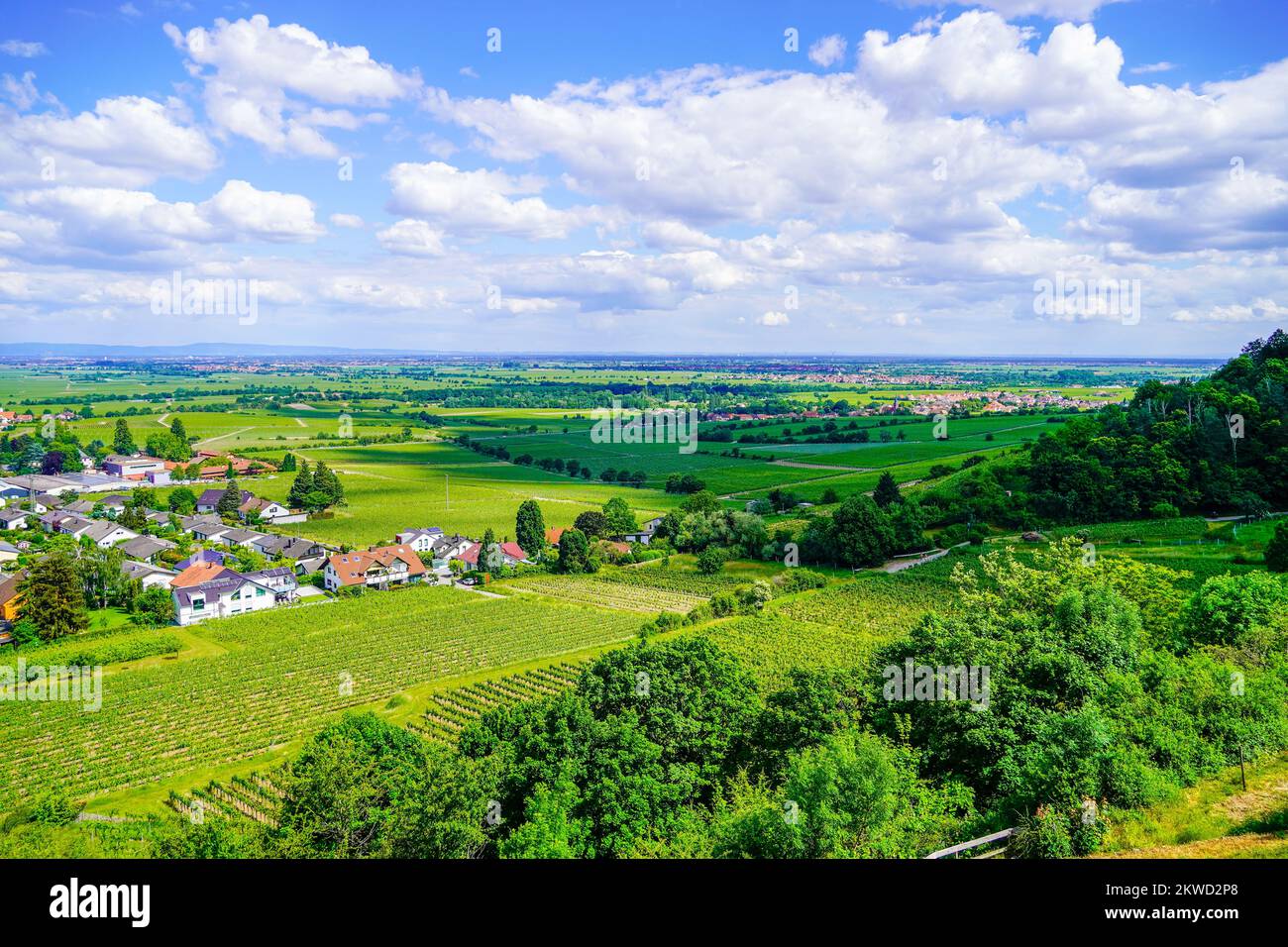Panoramic view of Wachenhein on the Wine Route. Landscape in summer in Rhineland-Palatinate. Stock Photo