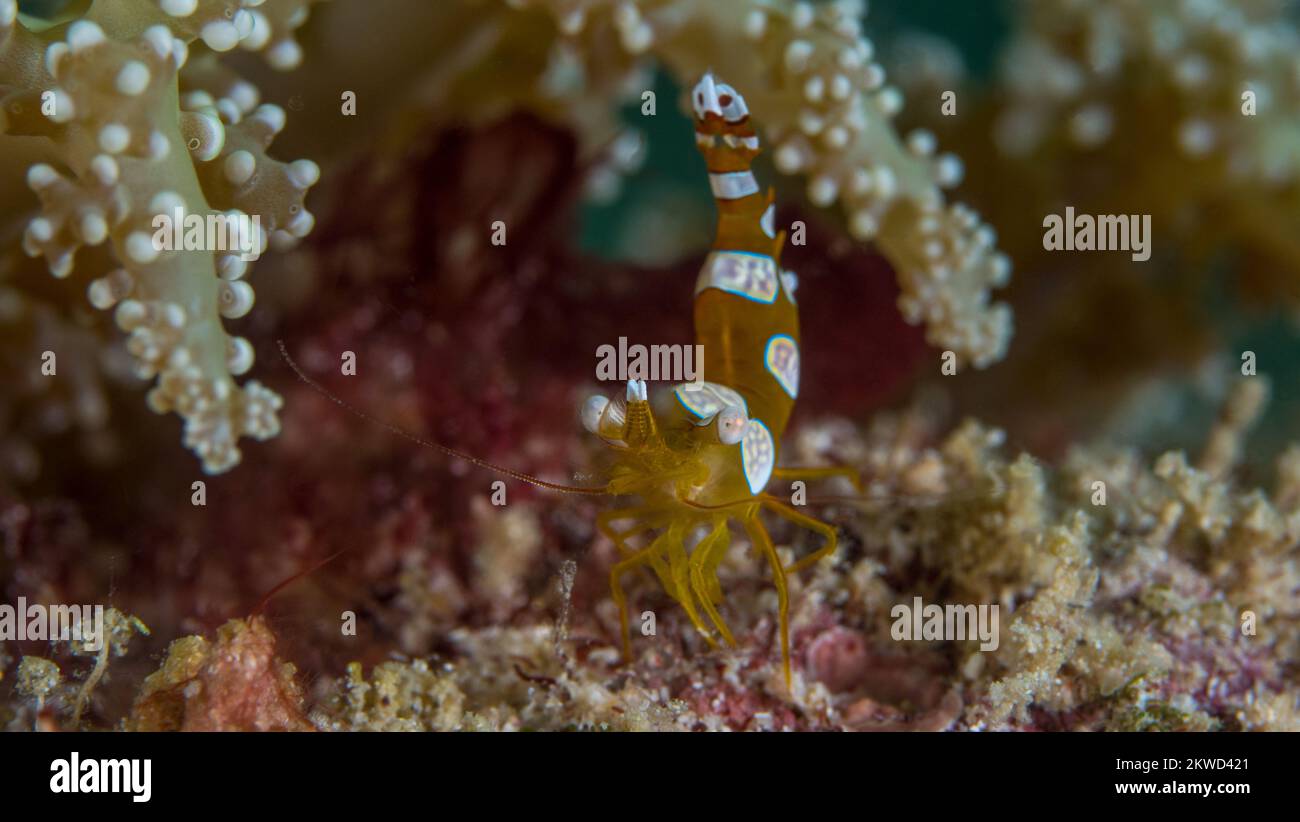 Colourful reef shrimp on healthy coral reef in the Indo Pacific Stock Photo