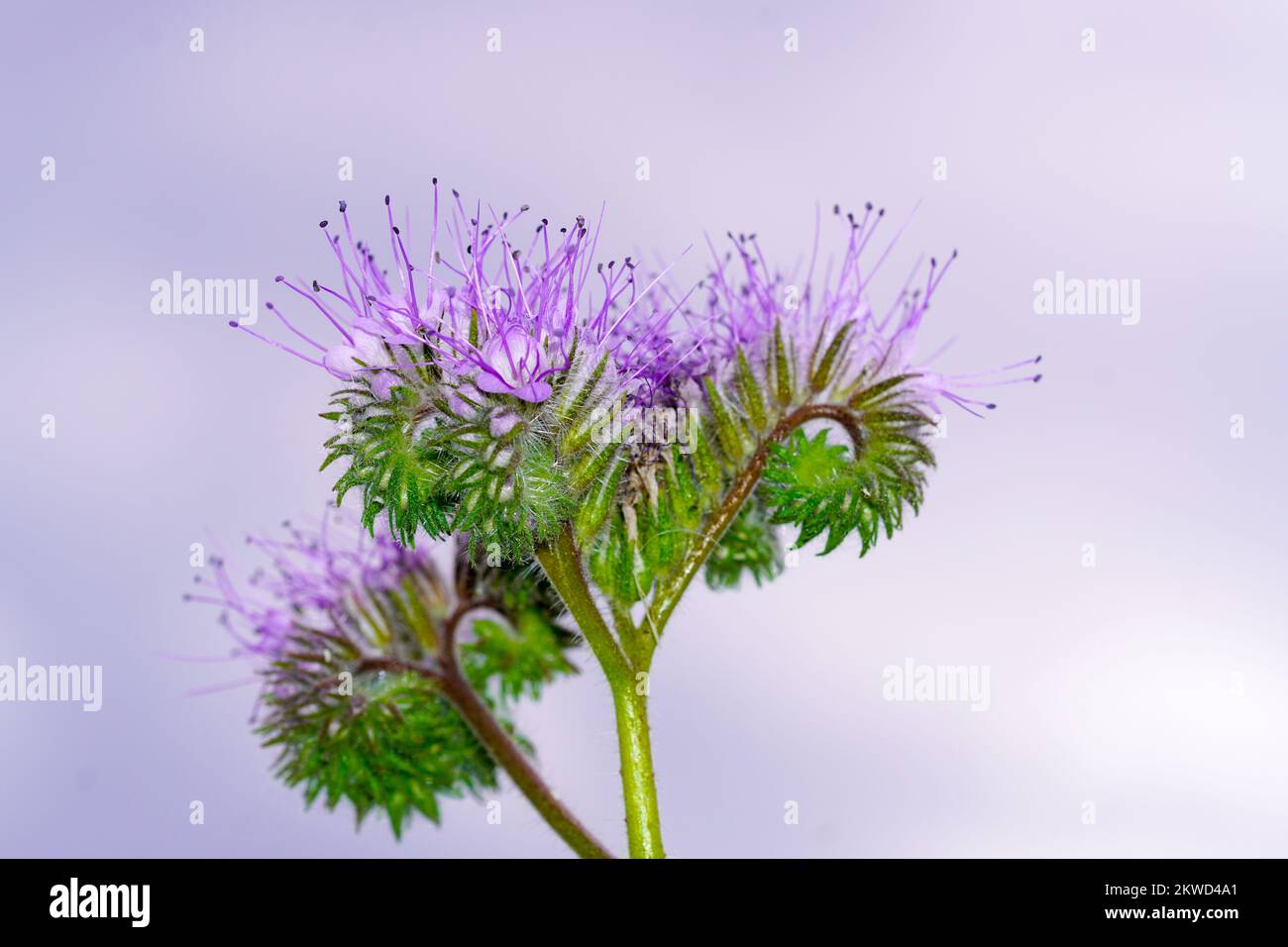 Blooming tufted flower close-up. Bee friendly plant. Phacelia tanacetifolia. Stock Photo