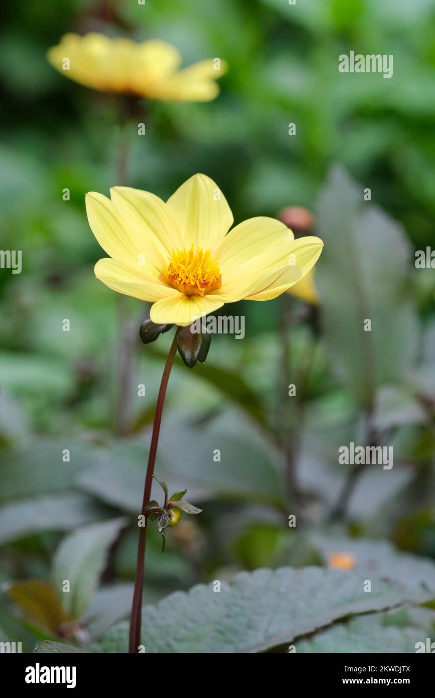 Dahlia Happy Single Party, HS Party, Happy Single Series, Single Dahlia, yellow flowers Stock Photo