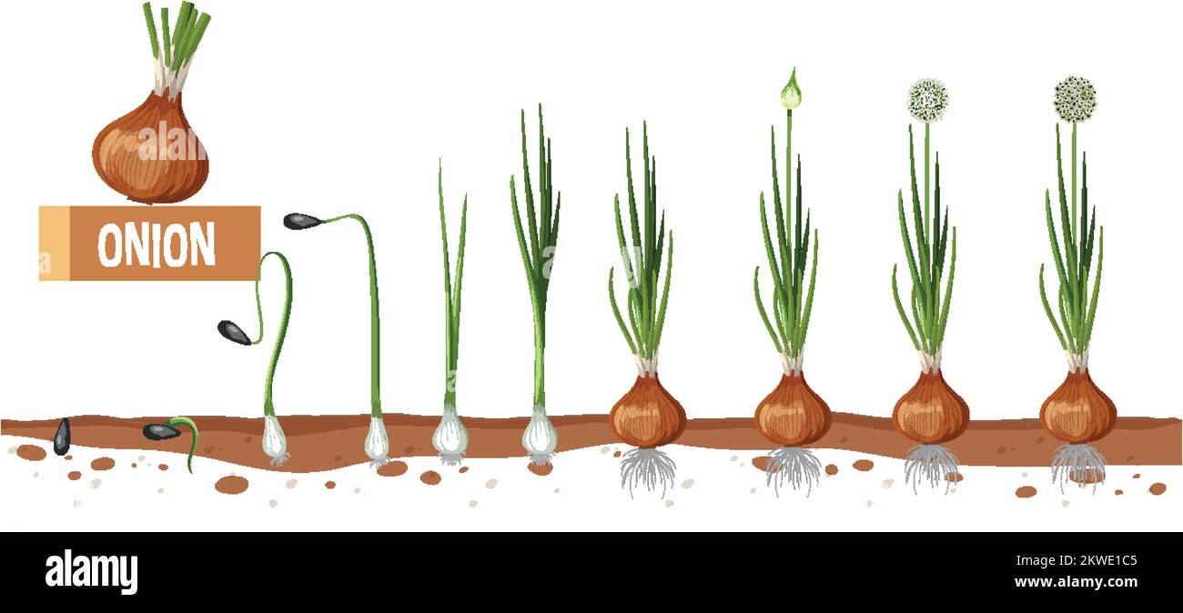 Life cycle of onion plant diagram illustration Stock Vector Image & Art