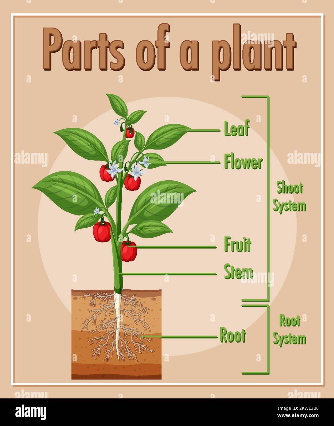 Diagram showing parts of a plant illustration stock vector image art