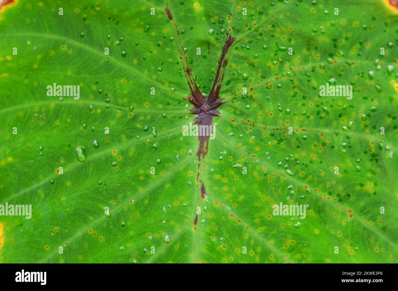 Beautiful Colocasia black widow texture Stock Photo