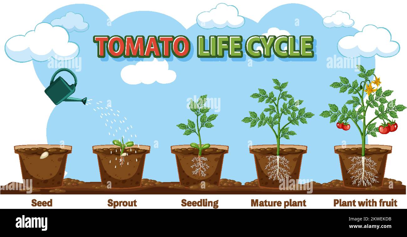 Life cycle of a plant diagram illustration Stock Vector Image & Art - Alamy