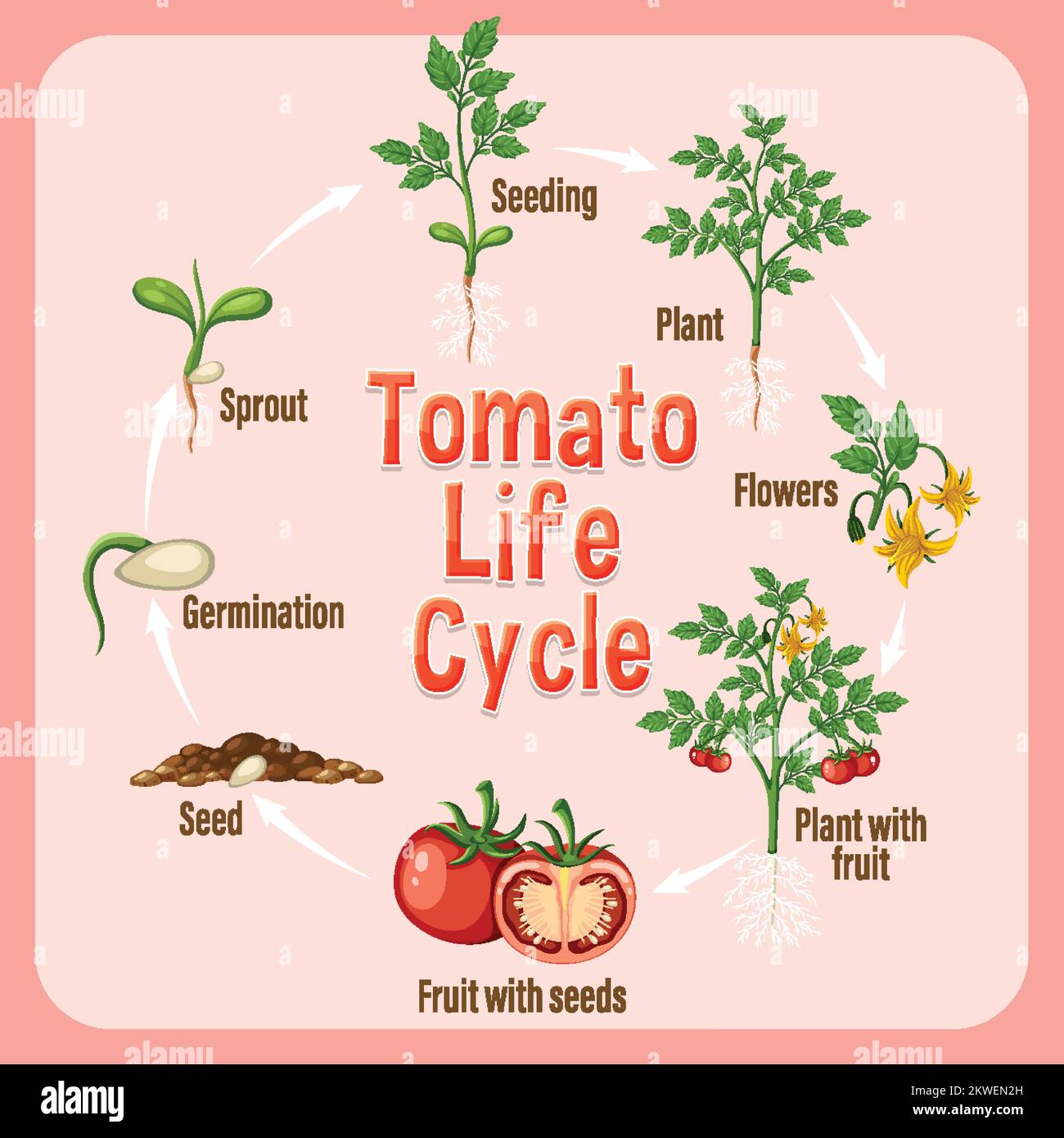 Life cycle of a tomato plant diagram illustration Stock Vector Image
