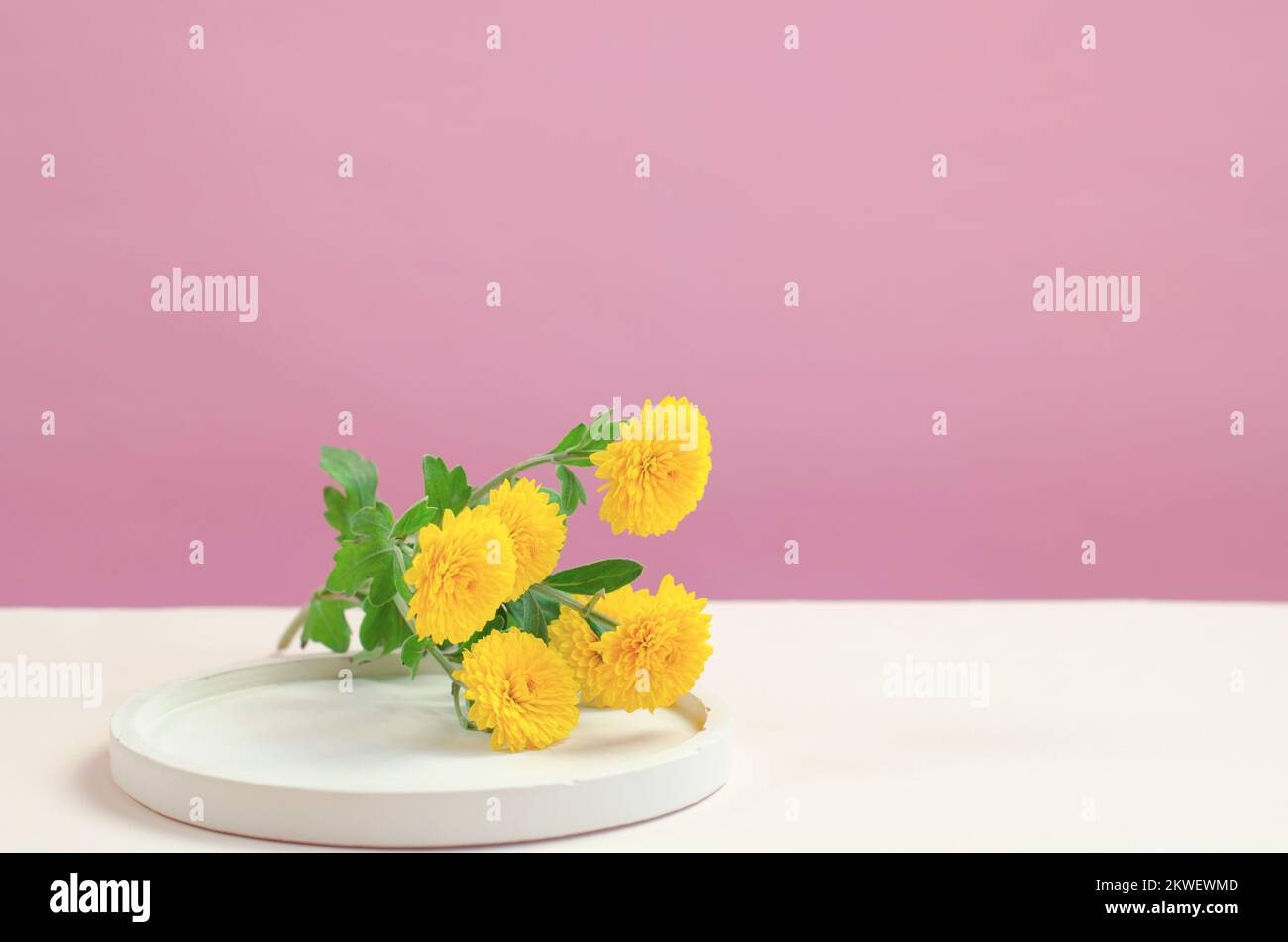 Round podium for the presentation of products and cosmetics. Empty stand for packaging. Cosmetic display case with yellow chrysanthemum flowers. Stock Photo