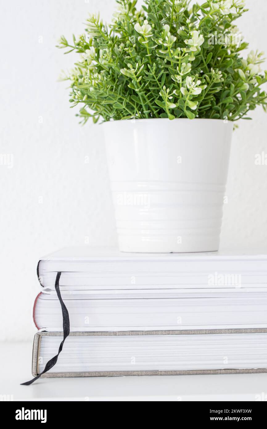Green pant pot lnd books  on shelf or desk at interior white wall. Stock Photo