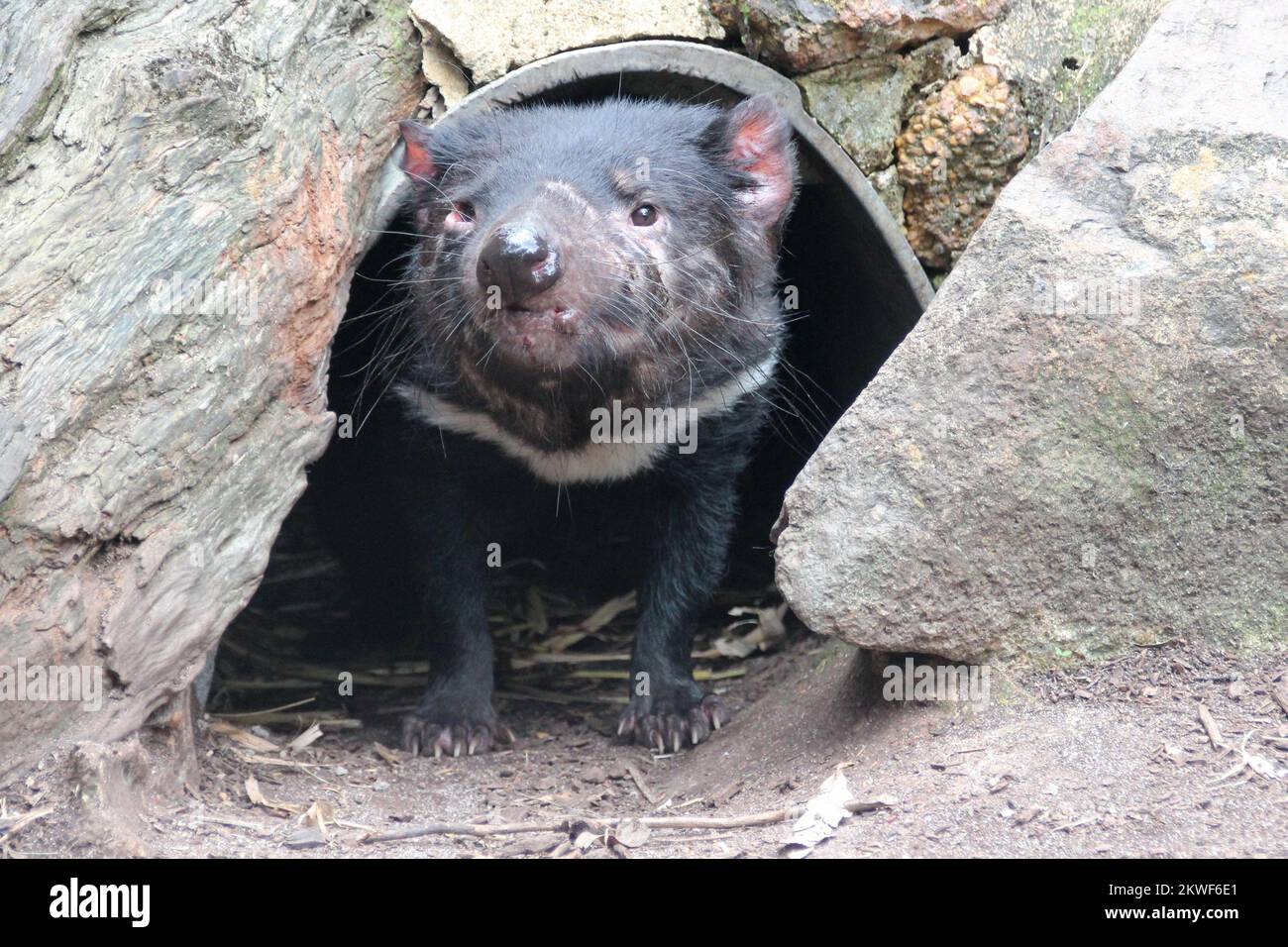 tasmanian devil in a zoo in australia Stock Photo - Alamy