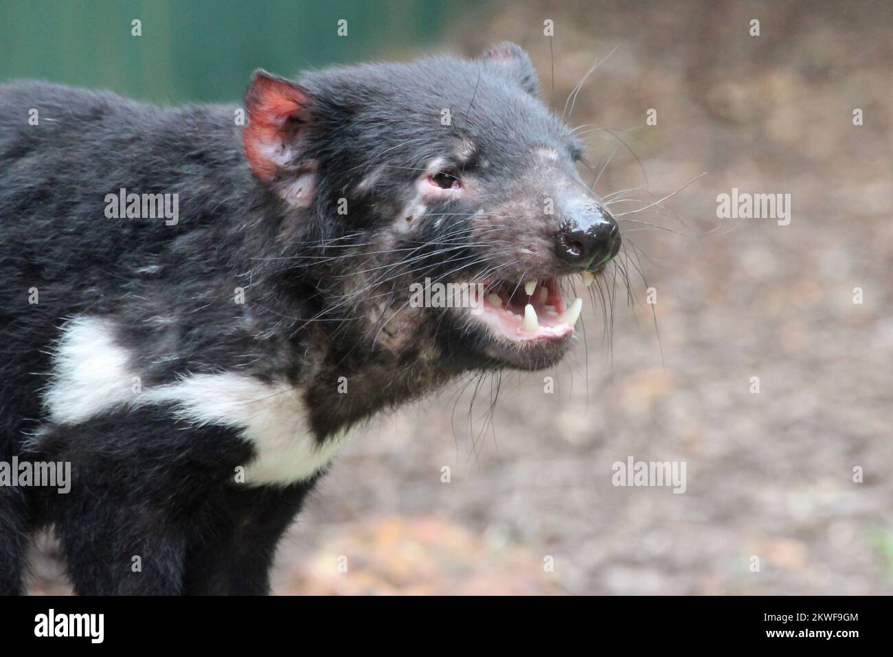Diable de tasmanie hi-res stock photography and images - Alamy