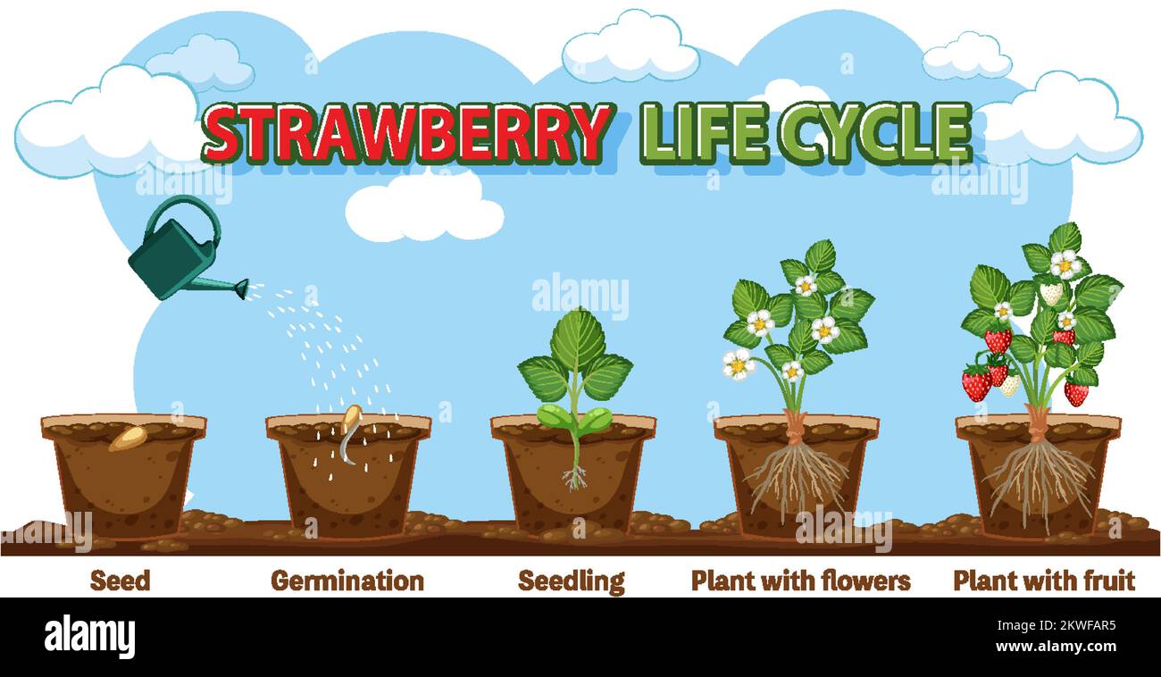 Strawberry Plant Growth Stages illustration Stock Vector Image & Art