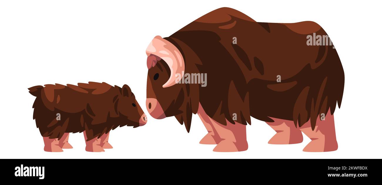 Muskox horned hairy bull drawing illustration cartoon with small young new born Stock Vector