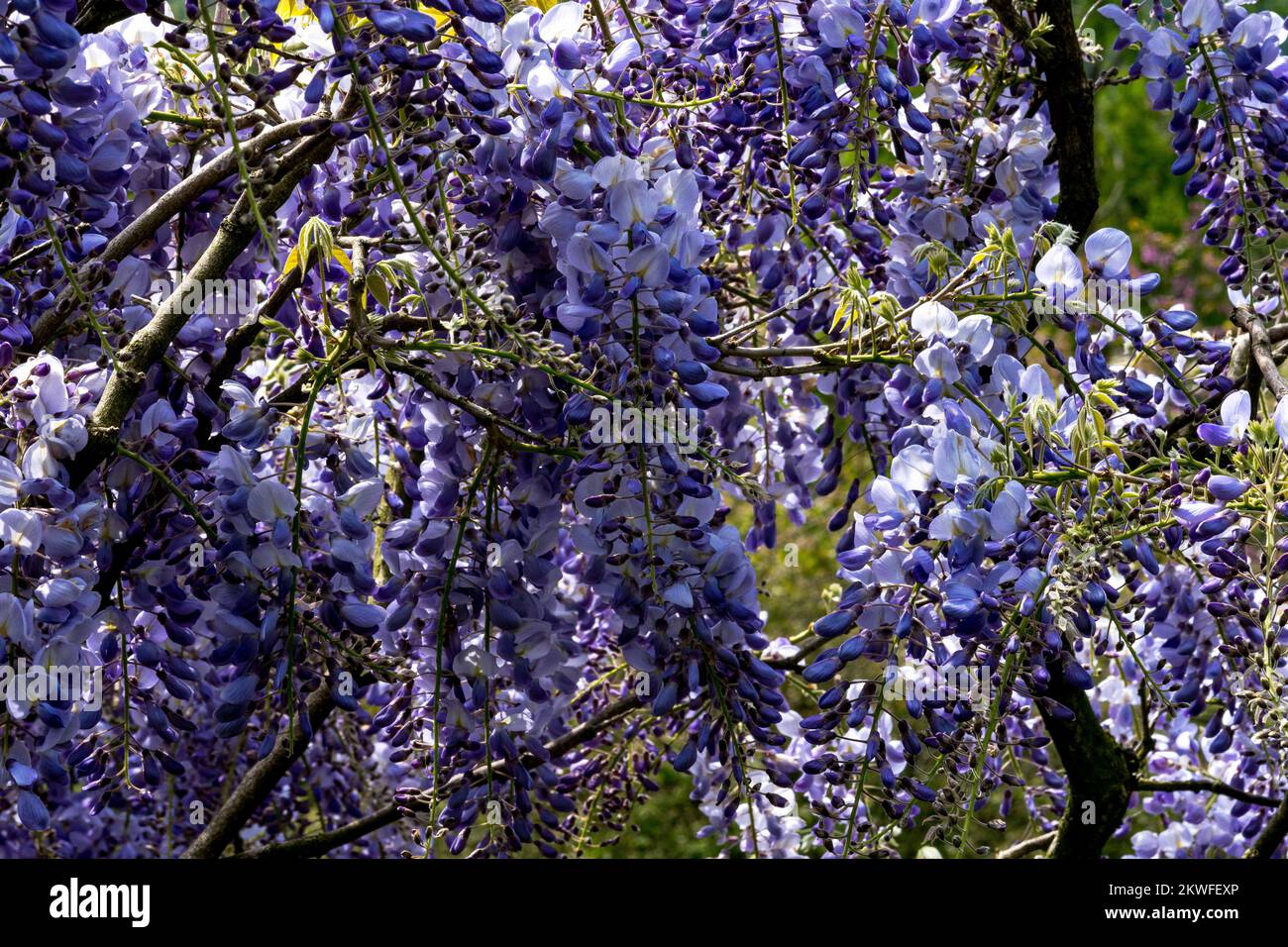 Wisteria Chenesis (Chinese Wisterai) Wisteria Sinensis a deciduous vine of the pea family widely grwn for its recemes of colourful flowers in spring, Stock Photo