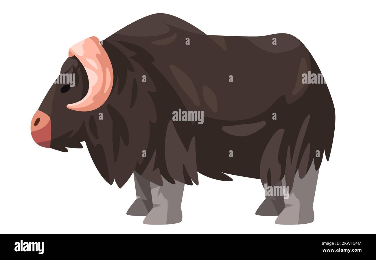 Muskox horned hairy bull vector drawing illustration cartoon Stock Vector